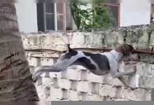 狗急跳墙_逼急了典故,狗急跳墙_逼急了故事,狗急跳墙_逼急了是什么意思-生活随想记录