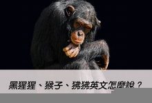 chimp中文翻译,chimp发音,chimp用法及例句,chimp是什么意思-生活随想记录