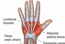 wrist中文翻译,wrist发音,wrist用法及例句,wrist是什么意思-生活随想记录